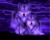3 wolves