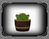 Cactus in Barrel Country