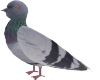 |V| Pigeon
