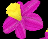  pink daffodil