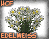 HCF Edelweiss Pflanze