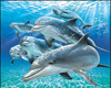 Dolphin Blue Ocean Swim