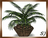 !! Potted Palm