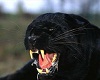Black Panther Hybrid