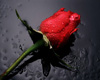 [L]Red Rose 02
