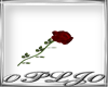 Valentine - Rose