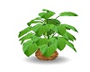 Thai plant v3
