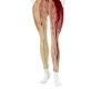 straightjacket pants