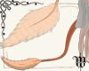 Dragon Tail Vulpes