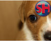 [SH] Shy Pup Photo