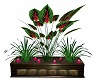 Hosta Planters Box