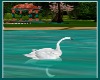 [WR]Wedding Garden Swan