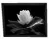 Cuadro flor en negro