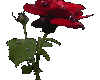 Tears on a rose