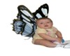 Sitting Baby Butterfly