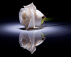{V} White Rose (2 Sides)