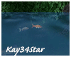 Blue Lagoon Swimming Koi