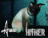 Hither Siamese Cat
