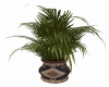 JS|Big Palm Plant