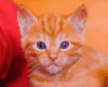 Orange Himalayan Kitten