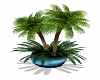 Potted Palm plant 