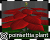*m Poinsettia Plant+ Pot