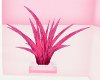 .D. pink house plant