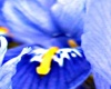 blue flower butterflies