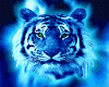 Blue Tiger Anim Billboar