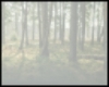 Foggy Forest  Clearing
