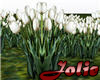 JF White Tulip Field