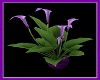 Pale Purple Lillies