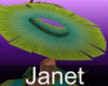 Jenet Hat02