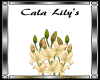 Cala Lily Flowers