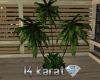 Dream Indoor Palm