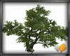 BIG TREE (KL)