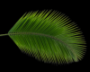 Coconut Leaf  Placemat