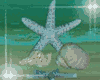 Starfish Shell