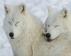 White Loving Wolves 