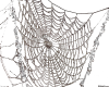 big spider web