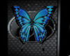 Butterfly Blue For Wall