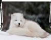arctic fox backdrop