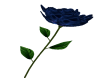 Blue - Rose