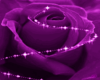 Animated Purple Rose