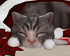 Santa Hat Sleeping Cat