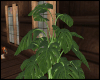 Country Cabin Plant