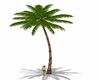 (J0) Animated Palm