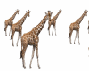 DJeffect giraffe