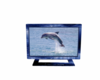 Animated Dolphin TV 1