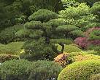 Two Japanese Garden
